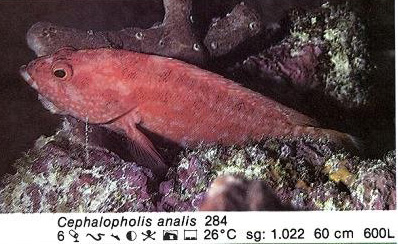 Cephalopholis analis